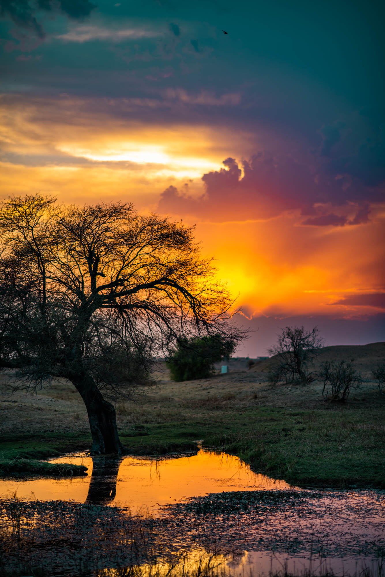 kuldhara oasis, holi sundowner, suryagarh jaisalmer, nainaxsuryagarh, holi 2023, naina.co, naina redhu, eyesfordestinations, incredible india, rajasthan, jaisalmer, desert oasis