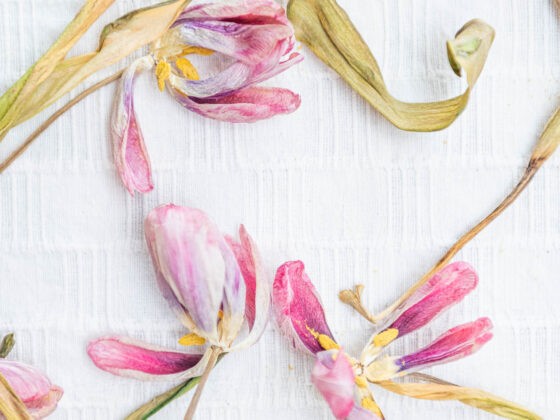 dried tulips, fine art photography, fineart, naina.co, naina redhu, flower photography, dried flowers