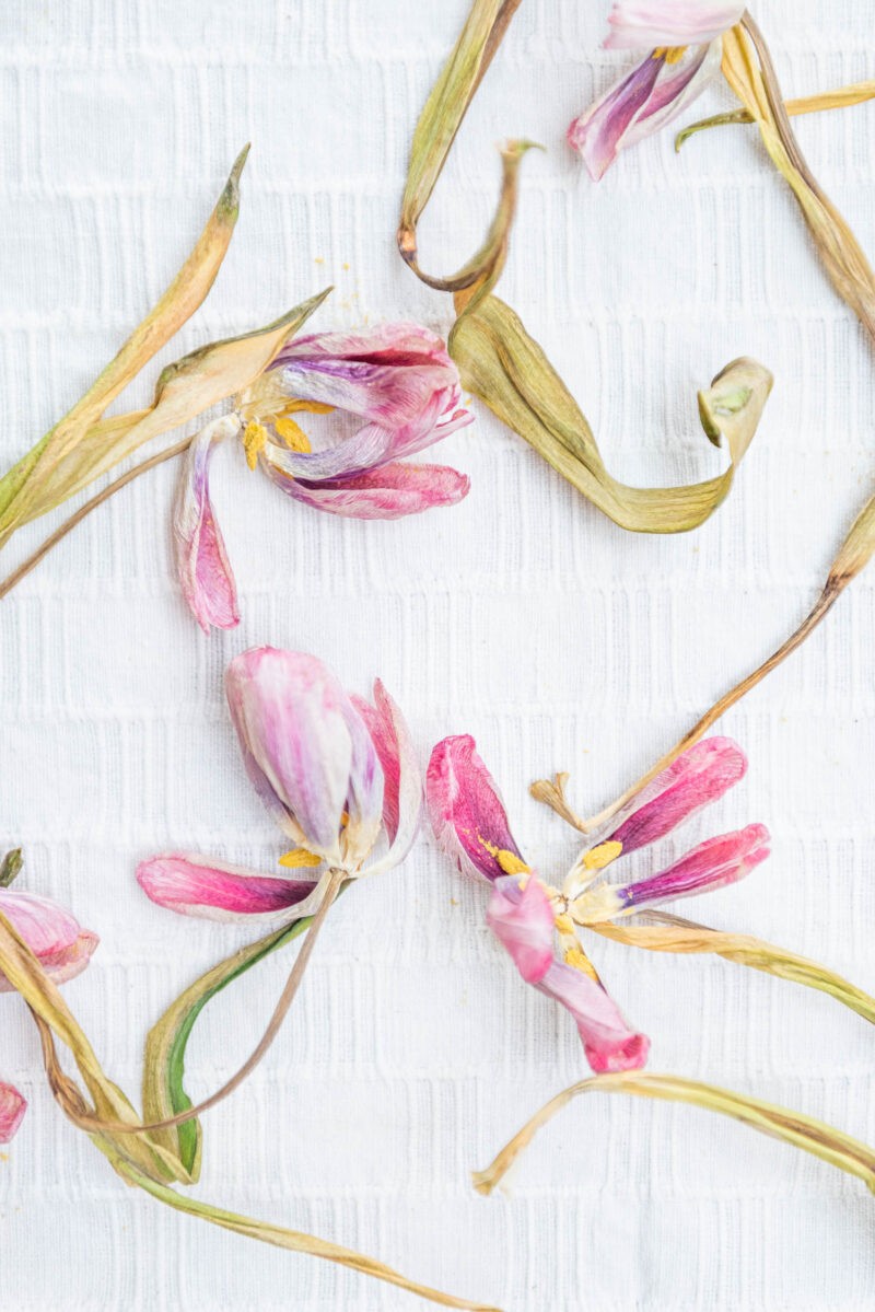 dried tulips, fine art photography, fineart, naina.co, naina redhu, flower photography, dried flowers