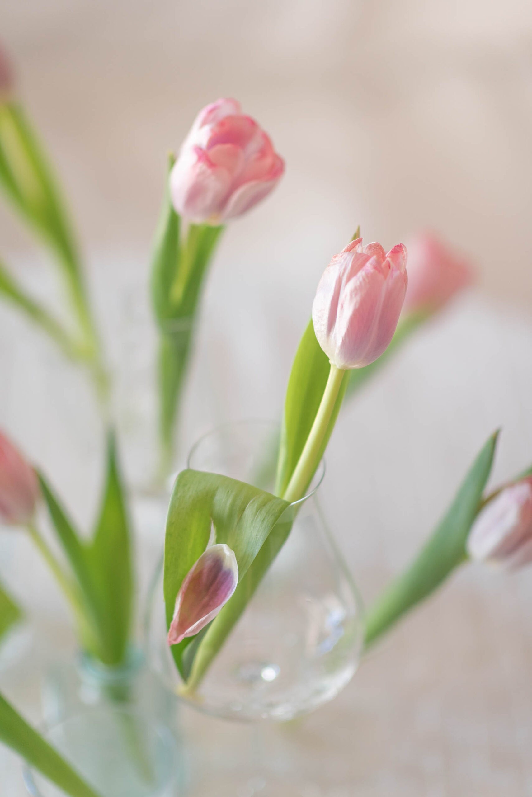 tulips, #MadeInIndia, 1 Magnolia Lane, Flower shop, #1MagnoliaLane, Naina Redhu, Photographer, Lifestyle Photographer, Lifestyle Blogger, Floral Atelier, Flower Photography