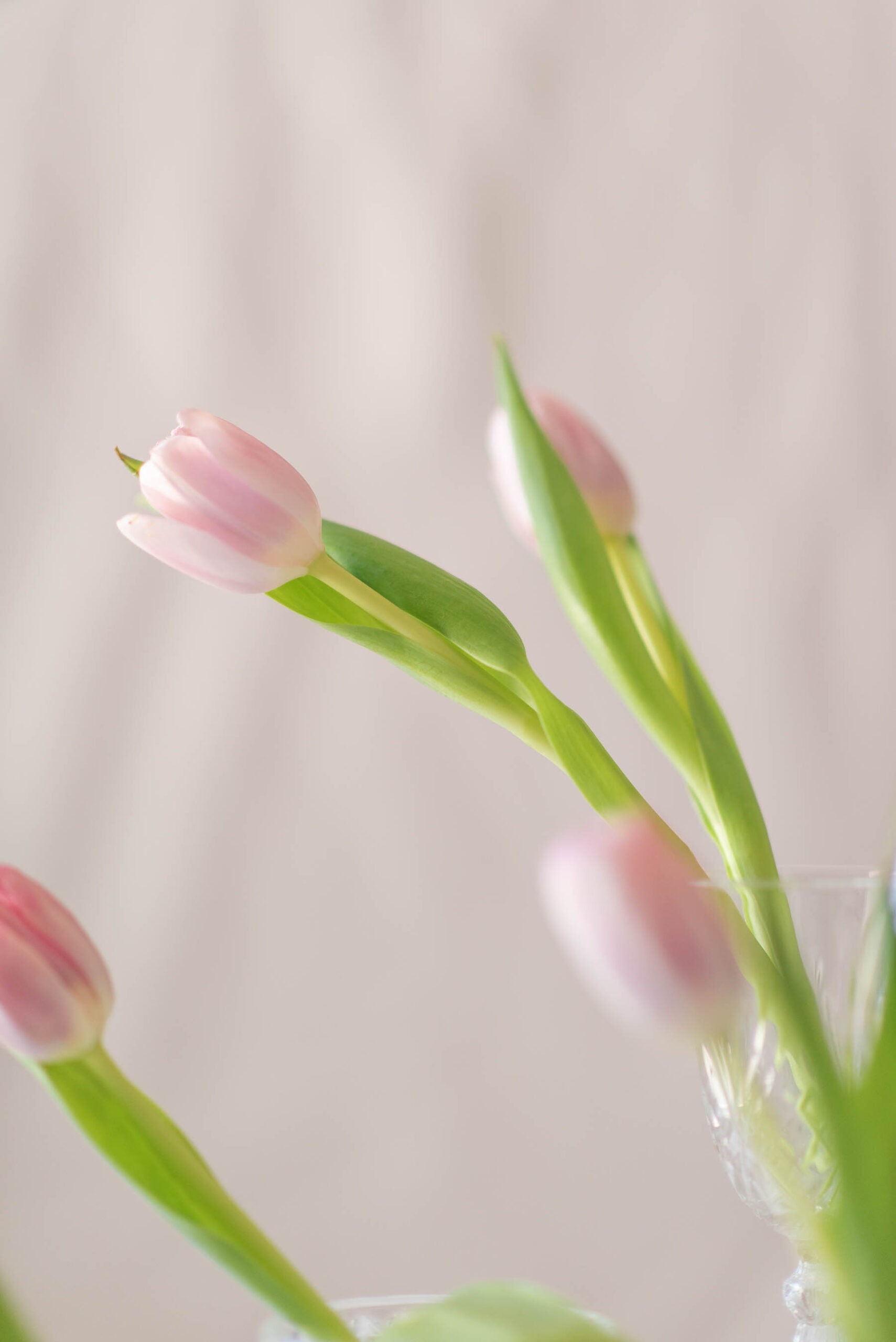 tulips, #MadeInIndia, 1 Magnolia Lane, Flower shop, #1MagnoliaLane, Naina Redhu, Photographer, Lifestyle Photographer, Lifestyle Blogger, Floral Atelier, Flower Photography