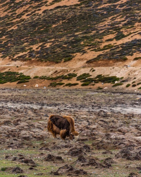 banjara experiences, naina redhu, naina.co, tethys himalayan den, spiti, chicham khas, lahaul spiti, himachal pradesh, eyesfordestinations, mountains, himalayas, himalayn griffon, vulture, red fox, blue sheep, ibex, wildlife, snow leaopard, kaza market, tabo, mane, tectonic plates, chicham bridge, gete village, kee monastery, key, ladarcha, kiyato, manali road, travel photographer, landscape photographer, #NAINAxBanjaraExperiences