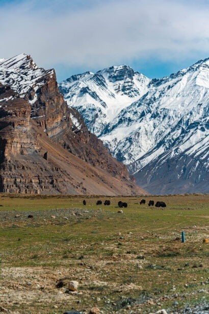 banjara experiences, naina redhu, naina.co, tethys himalayan den, spiti, chicham khas, lahaul spiti, himachal pradesh, eyesfordestinations, mountains, himalayas, himalayn griffon, vulture, red fox, blue sheep, ibex, wildlife, snow leaopard, kaza market, tabo, mane, tectonic plates, chicham bridge, gete village, kee monastery, key, ladarcha, kiyato, manali road, travel photographer, landscape photographer, #NAINAxBanjaraExperiences