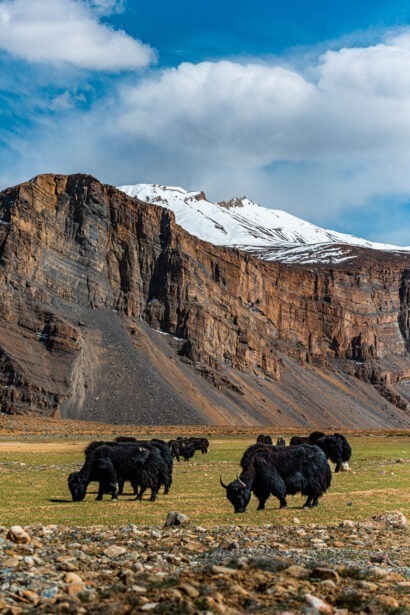 banjara experiences, naina redhu, naina.co, tethys himalayan den, spiti, chicham khas, lahaul spiti, himachal pradesh, eyesfordestinations, mountains, himalayas, himalayn griffon, vulture, red fox, blue sheep, ibex, wildlife, snow leaopard, kaza market, tabo, mane, tectonic plates, chicham bridge, gete village, kee monastery, key, ladarcha, kiyato, manali road, travel photographer, landscape photographer, #NAINAxBanjaraExperiences