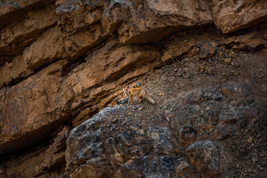 banjara experiences, naina redhu, naina.co, tethys himalayan den, spiti, chicham khas, lahaul spiti, himachal pradesh, eyesfordestinations, mountains, himalayas, himalayn griffon, vulture, red fox, blue sheep, ibex, wildlife, snow leaopard, kaza market, tabo, mane, tectonic plates, chicham bridge, gete village, kee monastery, key, ladarcha, kiyato, manali road, travel photographer, landscape photographer, #NAINAxBanjaraExperiences