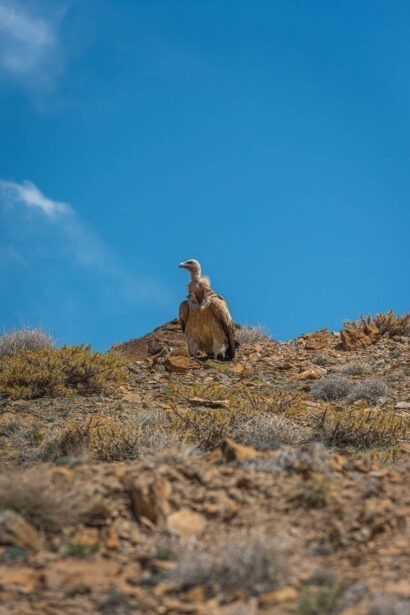 banjara experiences, naina redhu, naina.co, tethys himalayan den, spiti, chicham khas, lahaul spiti, himachal pradesh, eyesfordestinations, mountains, himalayas, himalayn griffon, vulture, red fox, blue sheep, ibex, wildlife, snow leaopard, kaza market, tabo, mane, tectonic plates, chicham bridge, gete village, kee monastery, key, ladarcha, kiyato, manali road, travel photographer, landscape photographer, #NAINAxBanjaraExperiences