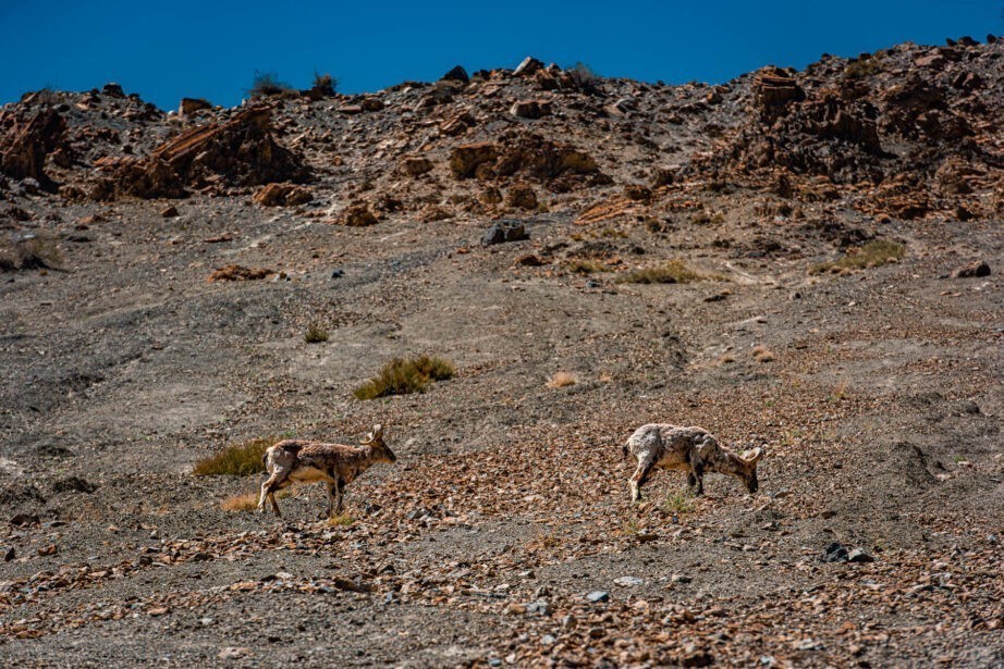 banjara experiences, naina redhu, naina.co, tethys himalayan den, spiti, chicham khas, lahaul spiti, himachal pradesh, eyesfordestinations, mountains, himalayas, himalayn griffon, vulture, red fox, blue sheep, ibex, wildlife, snow leaopard, kaza market, tabo, mane, tectonic plates, chicham bridge, gete village, kee monastery, key, ladarcha, kiyato, manali road, travel photographer, landscape photographer, #NAINAxBanjaraExperiences