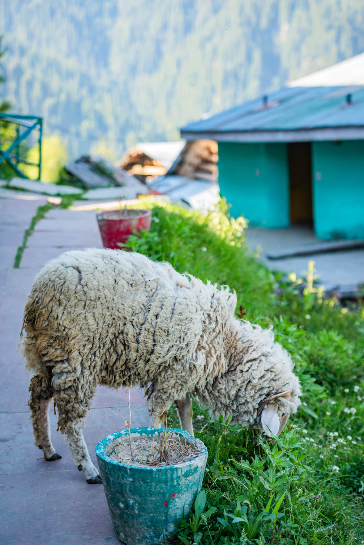 banjara experiences, naina redhu, naina.co, banjara village retreat, sojha, himachal pradesh, eyesfordestinations, mountains, swimming in the river, cat, sheep, sunsets, shoja, plum wine, travel photographer, landscape photographer, #NAINAxBanjaraExperiences