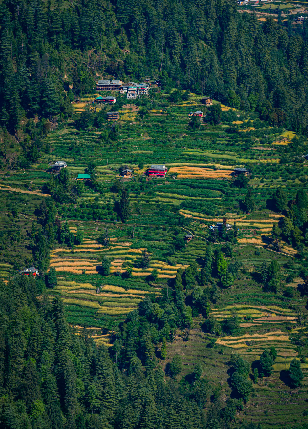 banjara experiences, naina redhu, naina.co, banjara village retreat, sojha, himachal pradesh, eyesfordestinations, mountains, swimming in the river, cat, sheep, sunsets, shoja, plum wine, travel photographer, landscape photographer, #NAINAxBanjaraExperiences