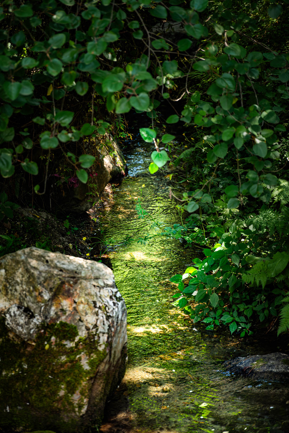 banjara experiences, naina redhu, naina.co, banjara village retreat, sojha, himachal pradesh, eyesfordestinations, mountains, swimming in the river, cat, sheep, sunsets, shoja, plum wine, travel photographer, landscape photographer, #NAINAxBanjaraExperiences