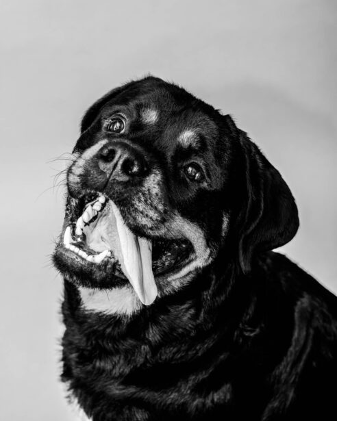 pet photography, pet photographer, niko, zuki, rottweilers, dog breed, dog photography, formal pet portraiture, pet portraiture, Gurgaon, naina.co, naina redhu, professional photographer