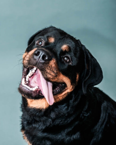 pet photography, pet photographer, niko, zuki, rottweilers, dog breed, dog photography, formal pet portraiture, pet portraiture, Gurgaon, naina.co, naina redhu, professional photographer