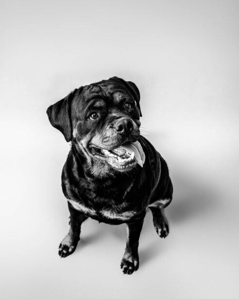 pet photography, pet photographer, niko, zuki, rottweilers, dog breed, dog photography, formal pet portraiture, pet portraiture, Gurgaon, naina.co, naina redhu, professional photographer