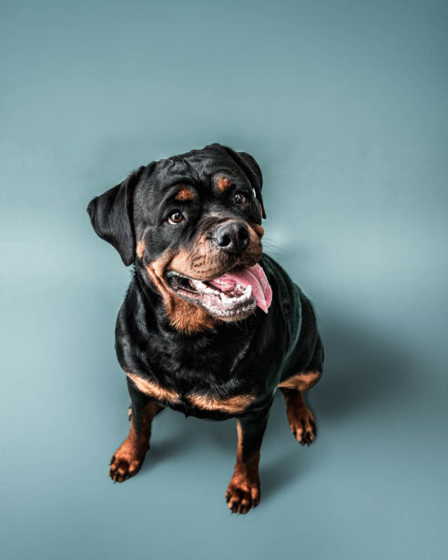 naina redhu, naina.co, Adelaide photographer, south Australia, pet portraits, pet photography, photographer, writer, experience collector, blogger, portraiture, portrait photographer, professional photographer, Australian, Niko, zuki, Rottweilers, dog photography, dog portraits