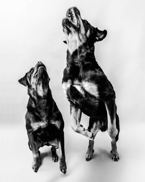 pet photography, pet photographer, niko, zuki, rottweilers, dog breed, dog photography, formal pet portraiture, pet portraiture, Gurgaon, naina.co, naina redhu, professional photographer