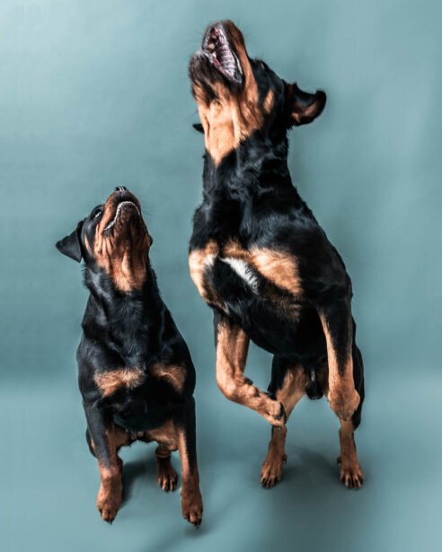 naina redhu, naina.co, Adelaide photographer, south Australia, pet portraits, pet photography, photographer, writer, experience collector, blogger, portraiture, portrait photographer, professional photographer, Australian, Niko, zuki, Rottweilers, dog photography, dog portraits