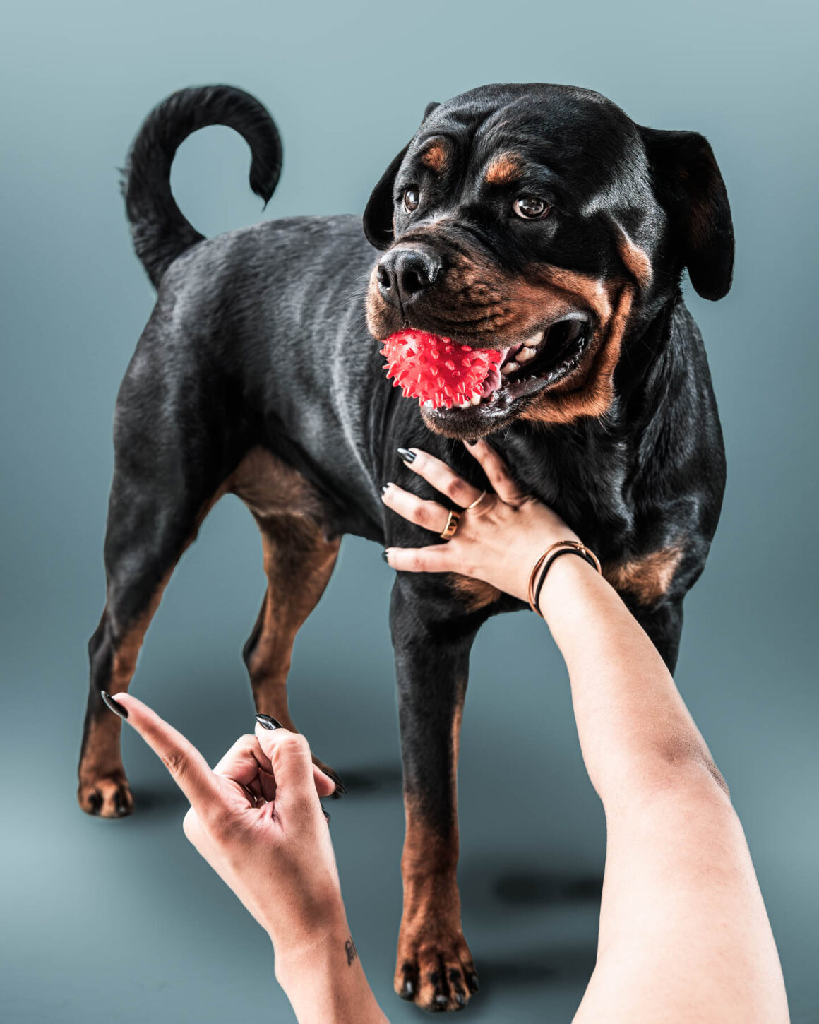 naina redhu, naina.co, Adelaide photographer, south Australia, pet portraits, pet photography, photographer, writer, experience collector, blogger, portraiture, portrait photographer, professional photographer, Australian, Niko, zuki, Rottweilers, dog photography, dog portraits