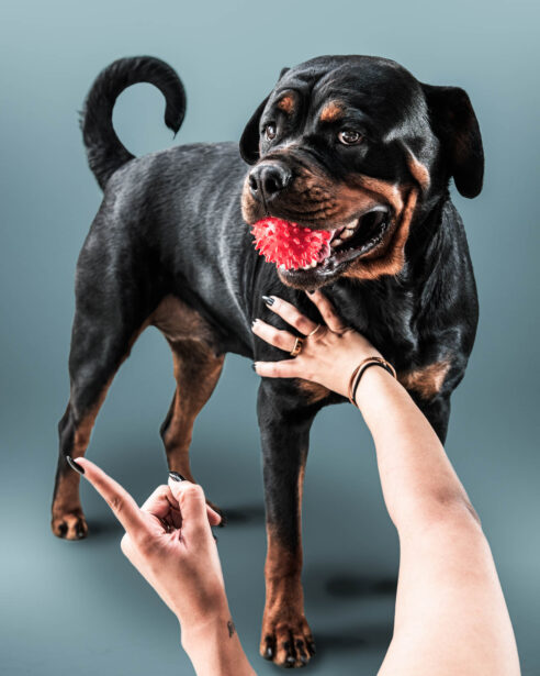 naina redhu, naina.co, Adelaide photographer, south Australia, pet portraits, pet photography, photographer, writer, experience collector, blogger, portraiture, portrait photographer, professional photographer, Australian, Niko, zuki, Rottweilers, dog photography, dog portraits