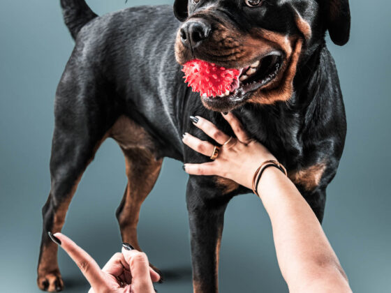 naina redhu, naina.co, Adelaide photographer, south Australia, pet portraits, pet photography, photographer, writer, experience collector, blogger, portraiture, portrait photographer, professional photographer, Australian, Niko, zuki, Rottweilers, dog photography, dog portraits