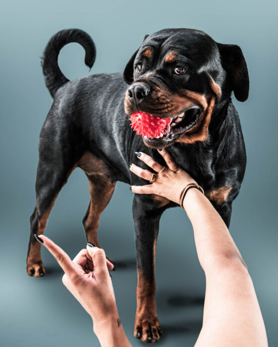naina redhu, naina.co, Adelaide photographer, south Australia, pet portraits, pet photography, photographer, writer, experience collector, blogger, portraiture, portrait photographer, professional photographer, Australian, Niko, zuki, Rottweilers, dog photography, dog portraits