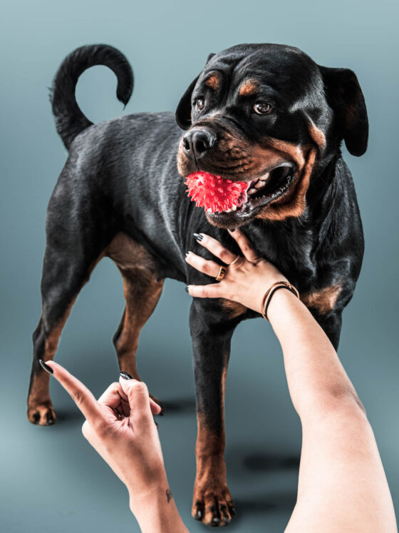 naina redhu, naina.co, Adelaide photographer, south Australia, pet portraits, pet photography, photographer, writer, experience collector, blogger, portraiture, portrait photographer, professional photographer, Australian, Niko, zuki, Rottweilers, dog photography, dog portraits