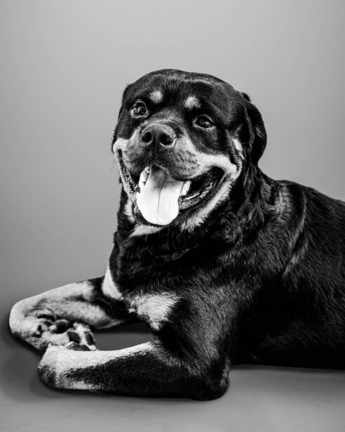 pet photography, pet photographer, niko, zuki, rottweilers, dog breed, dog photography, formal pet portraiture, pet portraiture, Gurgaon, naina.co, naina redhu, professional photographer