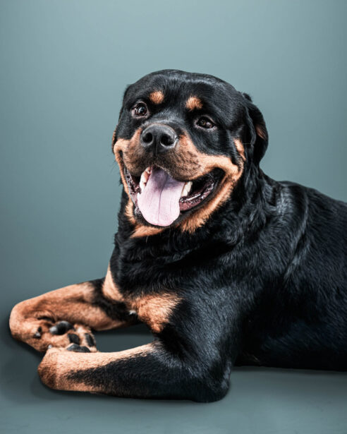 pet photography, pet photographer, niko, zuki, rottweilers, dog breed, dog photography, formal pet portraiture, pet portraiture, Gurgaon, naina.co, naina redhu, professional photographer