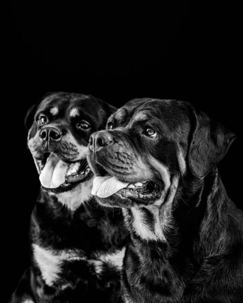 naina redhu, naina.co, Adelaide photographer, south Australia, pet portraits, pet photography, photographer, writer, experience collector, blogger, portraiture, portrait photographer, professional photographer, Australian, Niko, zuki, Rottweilers, dog photography, dog portraits