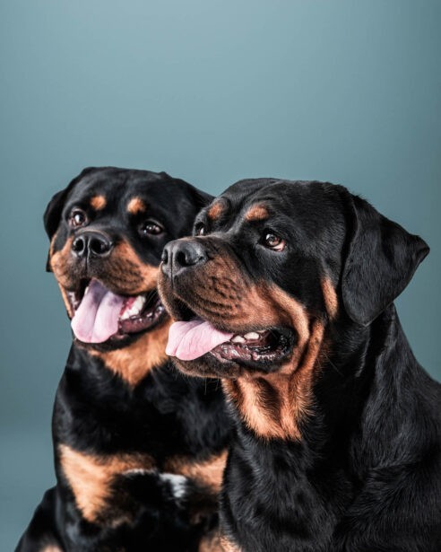 pet photography, pet photographer, niko, zuki, rottweilers, dog breed, dog photography, formal pet portraiture, pet portraiture, Gurgaon, naina.co, naina redhu, professional photographer