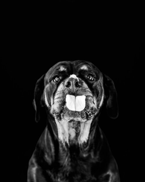 pet photography, pet photographer, niko, zuki, rottweilers, dog breed, dog photography, formal pet portraiture, pet portraiture, Gurgaon, naina.co, naina redhu, professional photographer
