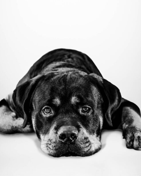 pet photography, pet photographer, niko, zuki, rottweilers, dog breed, dog photography, formal pet portraiture, pet portraiture, Gurgaon, naina.co, naina redhu, professional photographer