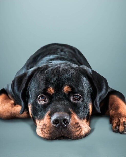 naina redhu, naina.co, Adelaide photographer, south Australia, pet portraits, pet photography, photographer, writer, experience collector, blogger, portraiture, portrait photographer, professional photographer, Australian, Niko, zuki, Rottweilers, dog photography, dog portraits