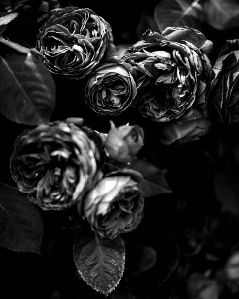 Adelaide Botanic Gardens, ADL Botanical, Early Spring, Fine Art Photographer, Naina, Naina Redhu, Professional Photographer, Naina.co, Roses, Nature, Landscape Photography, Nature Portraiture, South Australia
