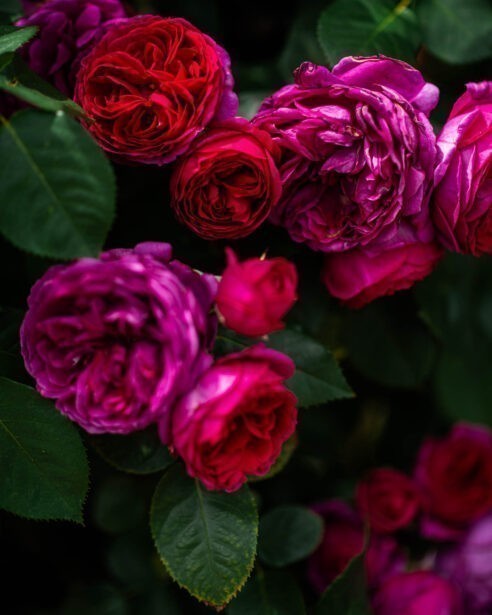 Adelaide Botanic Gardens, ADL Botanical, Early Spring, Fine Art Photographer, Naina, Naina Redhu, Professional Photographer, Naina.co, Roses, Nature, Landscape Photography, Nature Portraiture, South Australia
