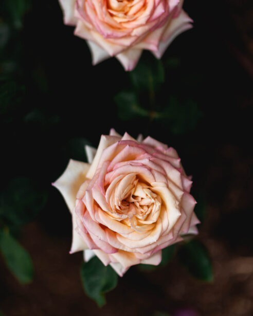 Adelaide Botanic Gardens, ADL Botanical, Early Spring, Fine Art Photographer, Naina, Naina Redhu, Professional Photographer, Naina.co, Roses, Nature, Landscape Photography, Nature Portraiture, South Australia