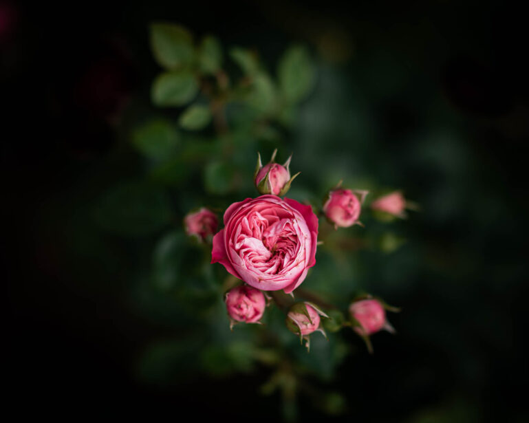 Adelaide Botanic Gardens, ADL Botanical, Early Spring, Fine Art Photographer, Naina, Naina Redhu, Professional Photographer, Naina.co, Roses, Nature, Landscape Photography, Nature Portraiture, South Australia
