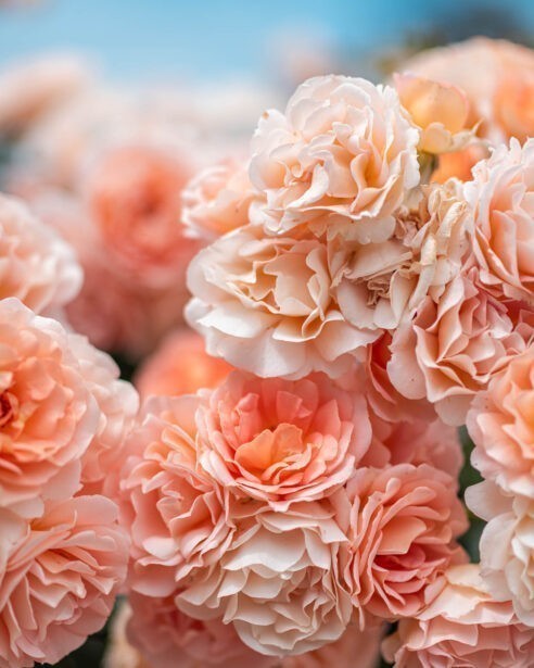 Adelaide Botanic Gardens, ADL Botanical, Early Spring, Fine Art Photographer, Naina, Naina Redhu, Professional Photographer, Naina.co, Roses, Nature, Landscape Photography, Nature Portraiture, South Australia