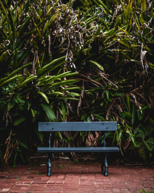 Adelaide Botanic Gardens, ADL Botanical, Early Spring, Fine Art Photographer, Naina, Naina Redhu, Professional Photographer, Naina.co, Roses, Nature, Landscape Photography, Nature Portraiture, South Australia