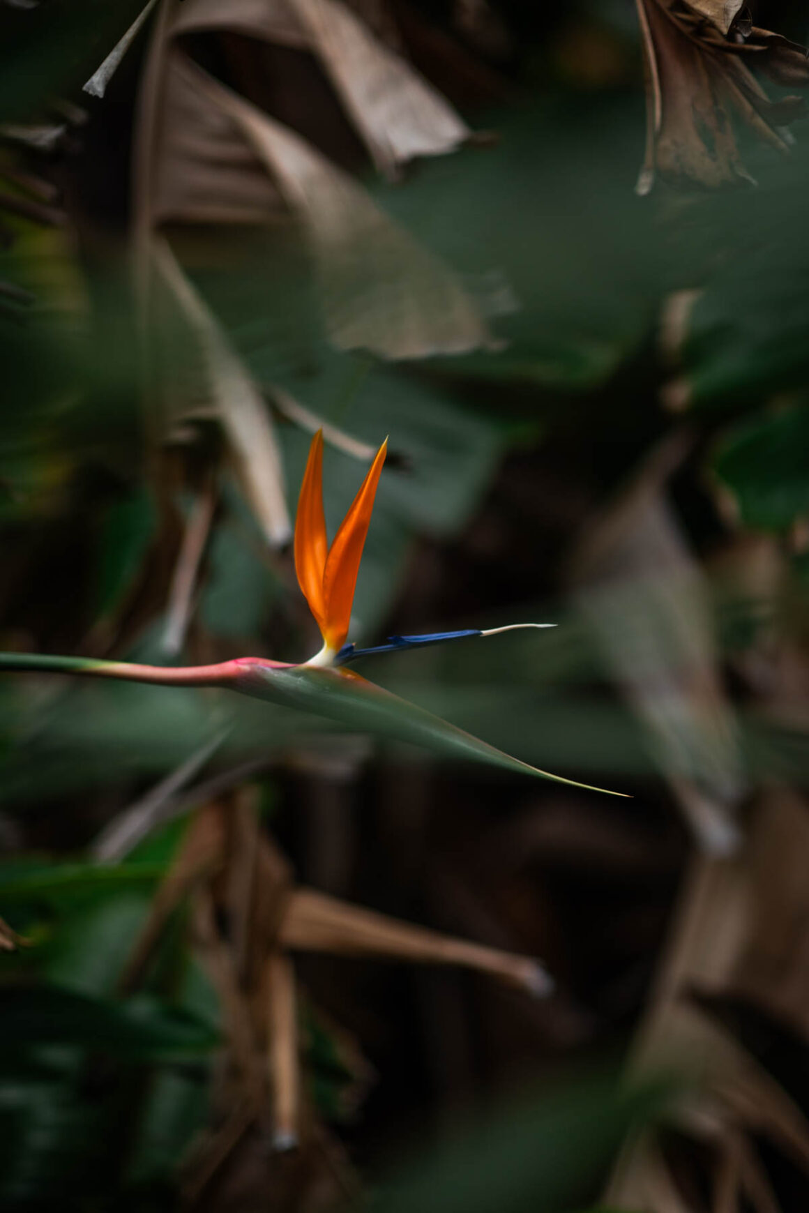 Adelaide Nature Spring Early Spring at the Adelaide Botanic Gardens - Naina.co
