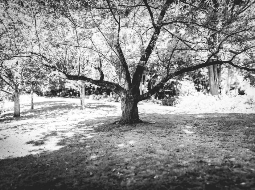 Adelaide Botanic Gardens, ADL Botanical, Early Spring, Fine Art Photographer, Naina, Naina Redhu, Professional Photographer, Naina.co, Roses, Nature, Landscape Photography, Nature Portraiture, South Australia