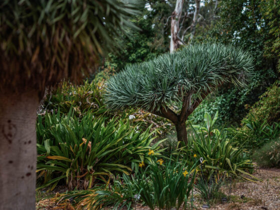 Adelaide Botanic Gardens, ADL Botanical, Early Spring, Fine Art Photographer, Naina, Naina Redhu, Professional Photographer, Naina.co, Roses, Nature, Landscape Photography, Nature Portraiture, South Australia