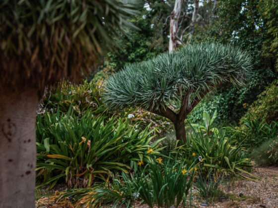 Adelaide Botanic Gardens, ADL Botanical, Early Spring, Fine Art Photographer, Naina, Naina Redhu, Professional Photographer, Naina.co, Roses, Nature, Landscape Photography, Nature Portraiture, South Australia
