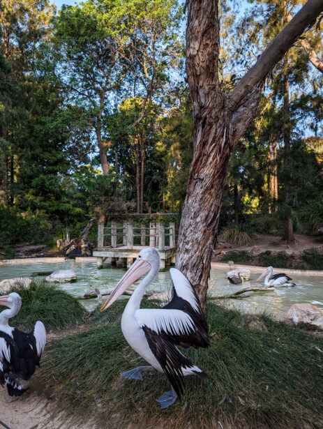 Wine Debut, Adelaide Zoo, 2024, EightAtTheGate, Wrattonbully, Jane Richards, Event Photographer, Naina, Naina Redhu, South Australia Wine Industry Association, SAWIA, Professional Photographer, Naina.co, Wine Tasting, New Releases