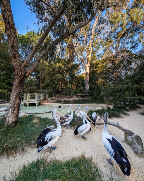 Wine Debut, Adelaide Zoo, 2024, EightAtTheGate, Wrattonbully, Jane Richards, Event Photographer, Naina, Naina Redhu, South Australia Wine Industry Association, SAWIA, Professional Photographer, Naina.co, Wine Tasting, New Releases