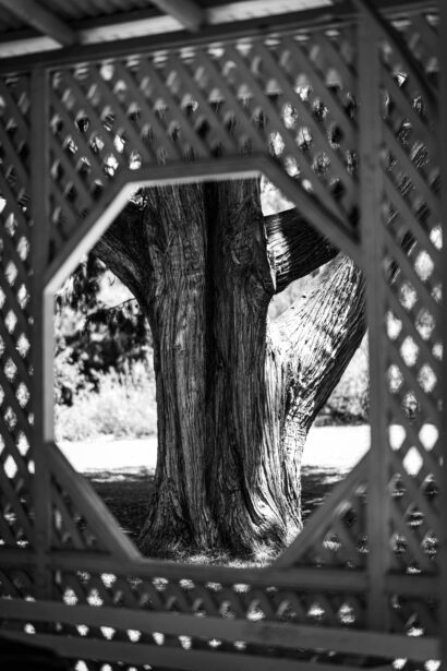 adelaide photographer, naina.co, ADL photographer, professional photographer, naina redhu, botanic gardens, south Australia, CBD, duck, Chihuly, botanical garden, eyesforaustralia