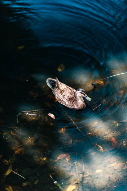 adelaide photographer, naina.co, ADL photographer, professional photographer, naina redhu, botanic gardens, south Australia, CBD, duck, Chihuly, botanical garden, eyesforaustralia