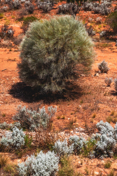 naina redhu, naina.co. journey beyond rail, the Indian pacific, nullarbor plain, sunsets, sunrises, Australia, Australian countryside, by train, rail journeys, travel photographer, hospitality attendant, locomotive, write, blogger, experience collector