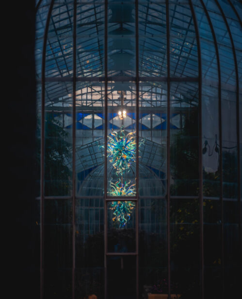 naina redhu, naina.co, Adelaide botanic garden, south Australia, dale Chihuly, glass art, glass sculptures, photographer, writer, experience collector, blogger, botanic garden and state herbarium, bgsh, nights, in full colour