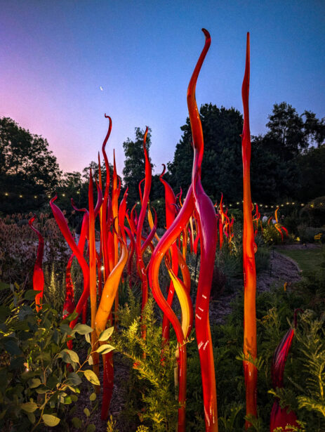 naina redhu, naina.co, Adelaide botanic garden, south Australia, dale Chihuly, glass art, glass sculptures, photographer, writer, experience collector, blogger, botanic garden and state herbarium, bgsh, nights, in full colour
