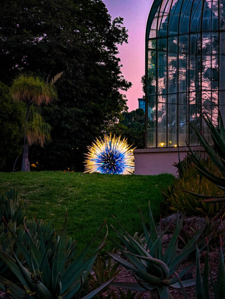 naina redhu, naina.co, Adelaide botanic garden, south Australia, dale Chihuly, glass art, glass sculptures, photographer, writer, experience collector, blogger, botanic garden and state herbarium, bgsh, nights, in full colour